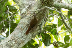 Lepidocolaptes duidae