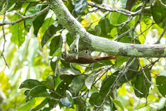 Lepidocolaptes duidae