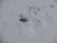 Glaucidium passerinum