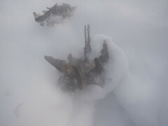 Glaucidium passerinum