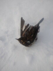 Glaucidium passerinum