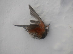 Glaucidium passerinum