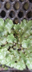 Marchantia