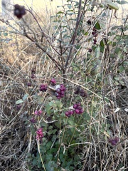 Symphoricarpos