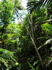 Sphaeropteris intermedia