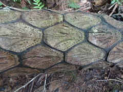 Sphaeropteris intermedia