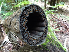 Sphaeropteris intermedia