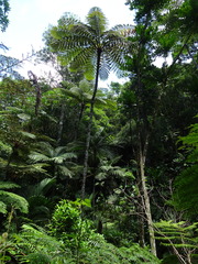 Sphaeropteris intermedia