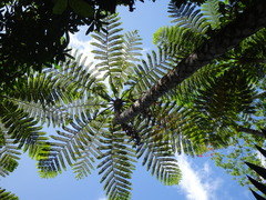 Sphaeropteris intermedia