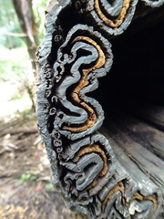 Sphaeropteris intermedia