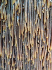 Sphaeropteris intermedia