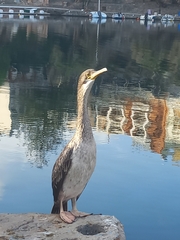 Gulosus aristotelis desmarestii
