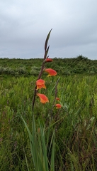 Gladiolus dalenii image