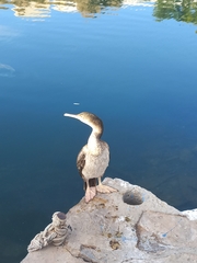 Gulosus aristotelis desmarestii