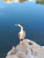 Gulosus aristotelis desmarestii