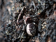 Tharpyna campestrata