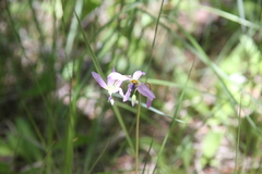 Primula pauciflora pauciflora