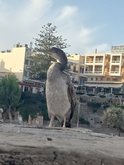 Gulosus aristotelis desmarestii