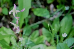 Primula pauciflora pauciflora