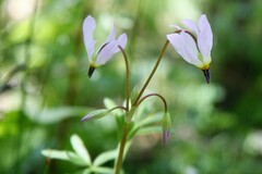 Primula pauciflora pauciflora