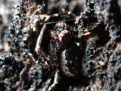 Tharpyna campestrata