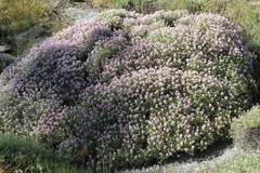 Hormathophylla spinosa