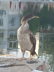 Gulosus aristotelis desmarestii