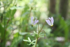Primula pauciflora pauciflora