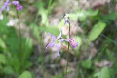 Primula pauciflora pauciflora
