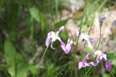 Primula pauciflora pauciflora