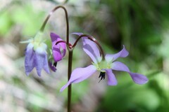Primula pauciflora pauciflora