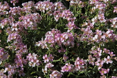 Hormathophylla spinosa