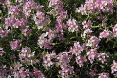 Hormathophylla spinosa