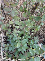 Symphoricarpos