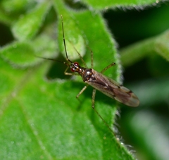 Dicyphus errans