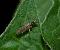 Dicyphus errans