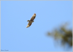 Buteo rufinus