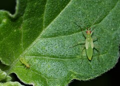Dicyphus errans
