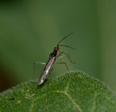 Dicyphus errans