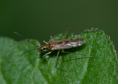 Dicyphus errans