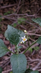 Solanum nigrum