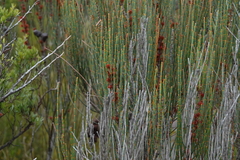 Allocasuarina humilis
