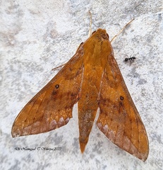 Rhagastis olivacea