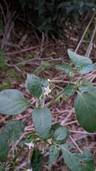 Solanum nigrum