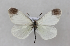 Leptidea duponcheli