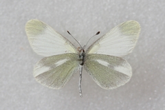 Leptidea duponcheli