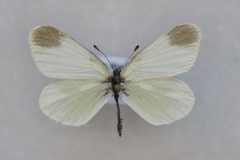 Leptidea duponcheli