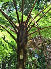 Sphaeropteris novae-caledoniae