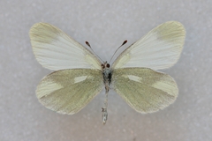 Leptidea duponcheli