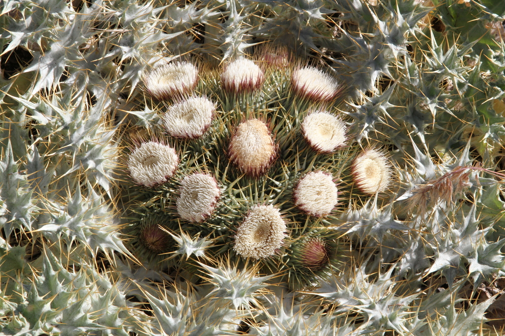 stemless cotton-thistle